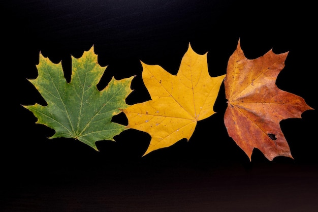 Three autumn maple leaves of green yellow and orange colors isolated on black background