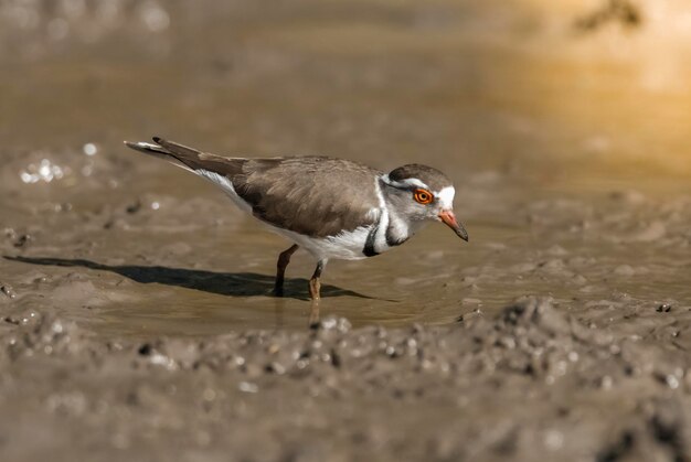 Three banded ploverin swamp environment South Africa