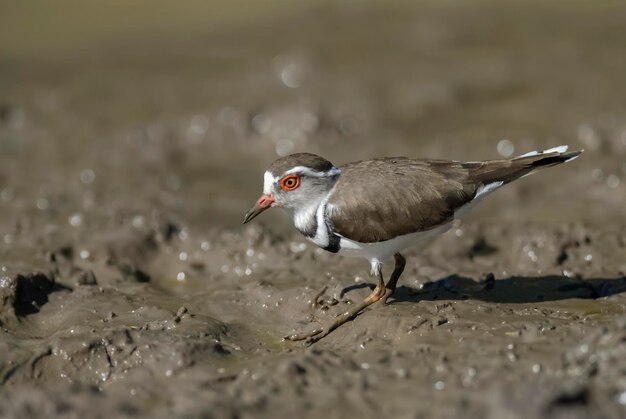 Three banded ploverKruger National Park South Africa