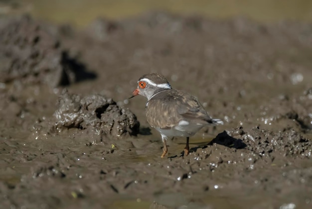 Three banded ploverKruger National Park South Africa