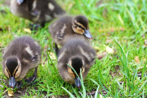 Photo three beautiful little furry threads on green grass