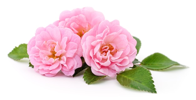 Three beautiful pink roses isolated