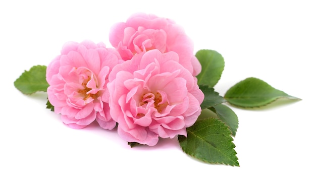 Three beautiful pink roses on a white background.