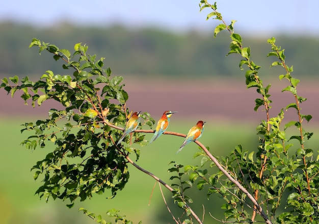 Three bee-eaters sit on a tree branch against a backdrop of a distant forest