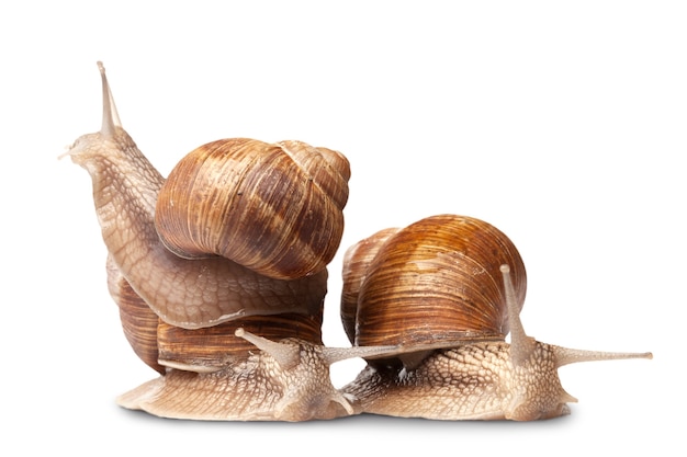 Three big snails isolated on white