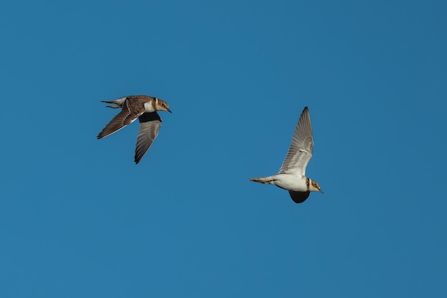 Three birds in flight. Griffon Vulture (Gyps fulvus).