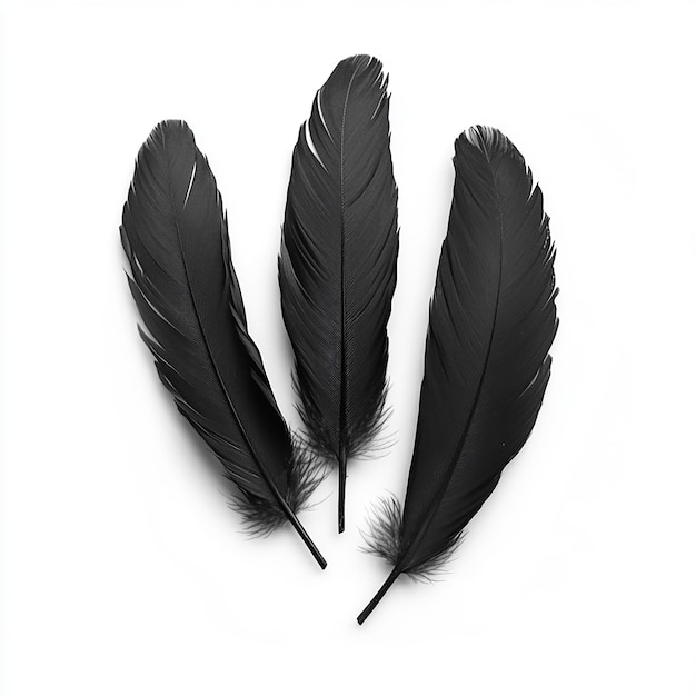 three black feathers with a white background with a white background