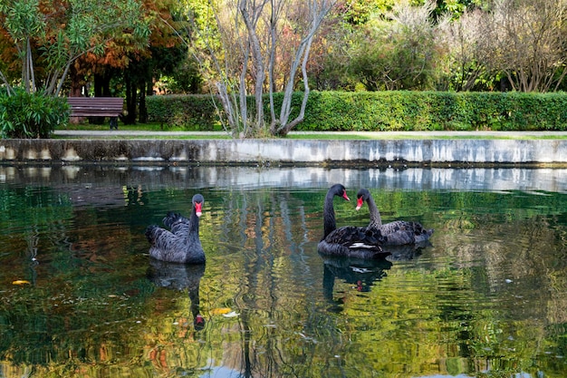 Three black swans swim in the city park pond