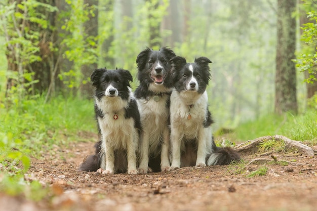 Three black and white border collie dogs sit on a path in the park