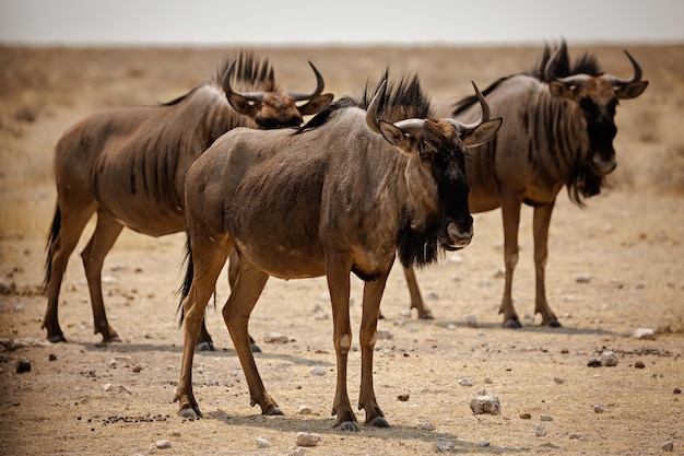 Three blue wildebeests in Etosha National Park Namibia