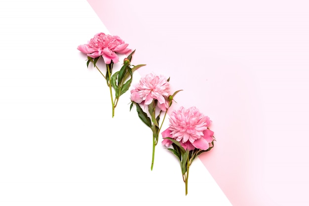 Three bright pink peonies in the center of the composition on white and pink 