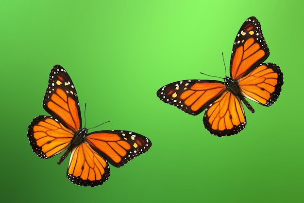 Three butterflies with orange and black markings are on a green background.