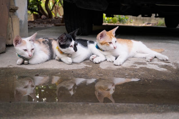 Three cats are looking at something.