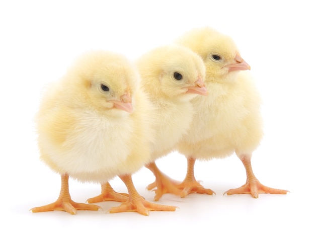 Three chicks in front of white background