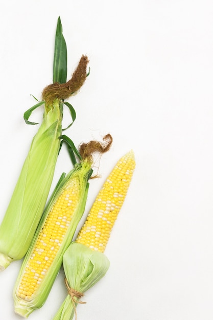 Three cobs of raw corn with leaves. White background. Flat lay. Copy space