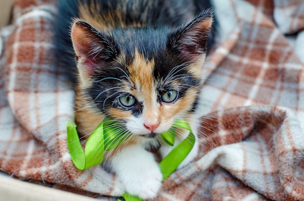 Three color kitten with a green ribbon in a cardboard box outside