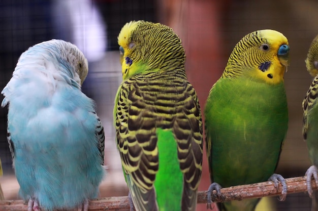 three colorful birds are standing together one has green and blue feathers