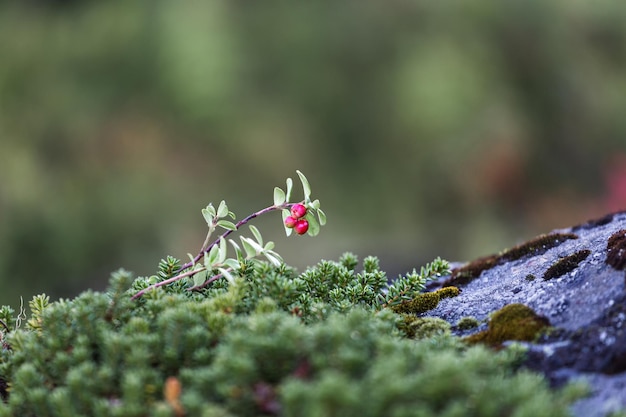 Three cranberries on a branch in the forest