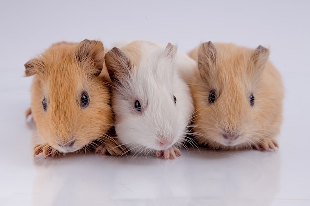 three cute guinea pig brothers white background