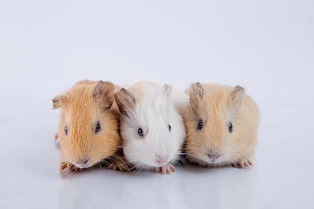 three cute guinea pig brothers white background