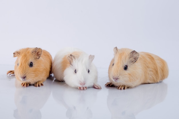 three cute guinea pig brothers white background