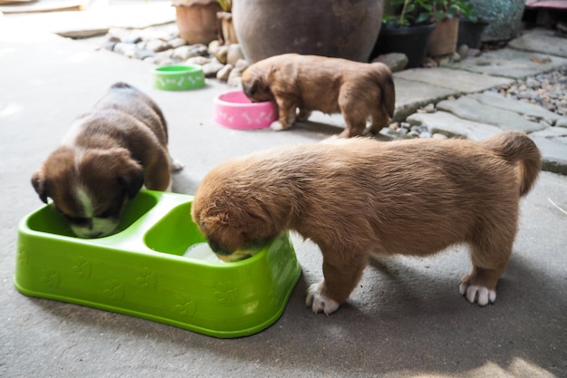 Three cute puppy eating milk together in a bowl.