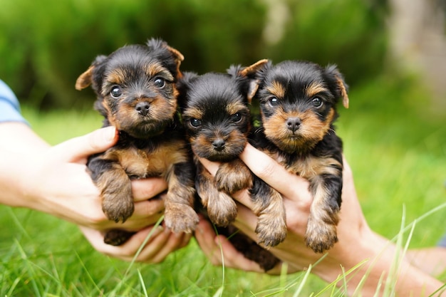 Three cute, small, furry Yorkshire-Shirry terrier puppies sit in the hands of a guy and the girl