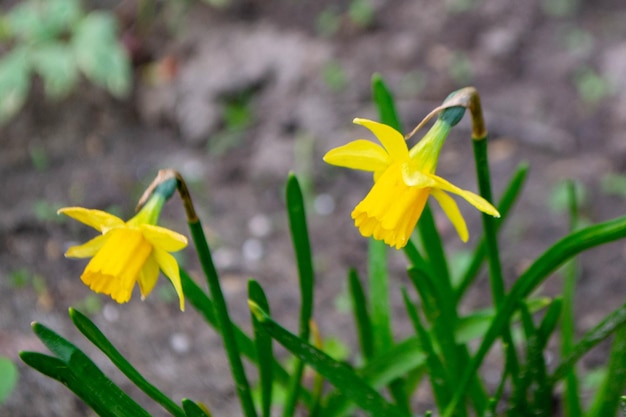 Three daffodils in a garden with the sun shining on them.