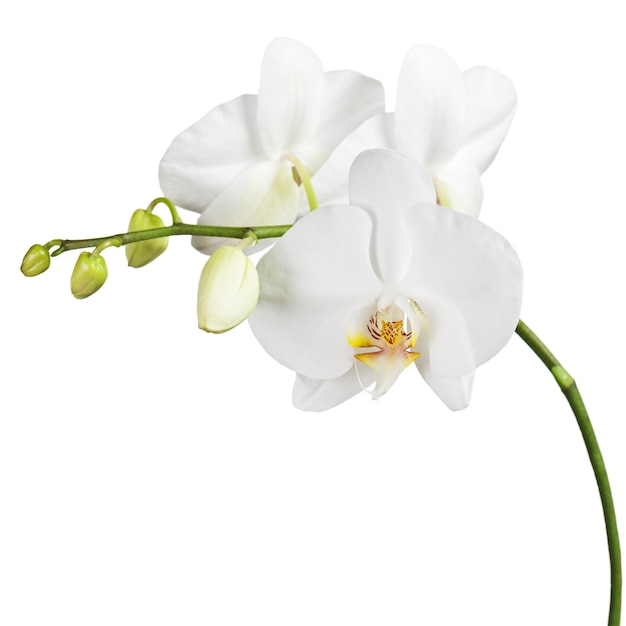 Three day old orchid isolated on white 