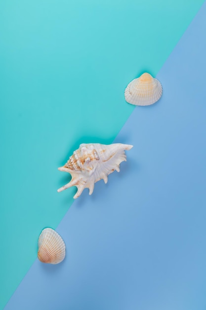 Three decorative seashells on a double blue background Poster Minimalism style