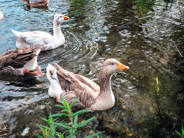 Three different geese swimming in the calm water of a pond in park on cloudy day