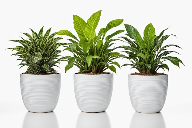 three different types of plants in white pots on a white surface