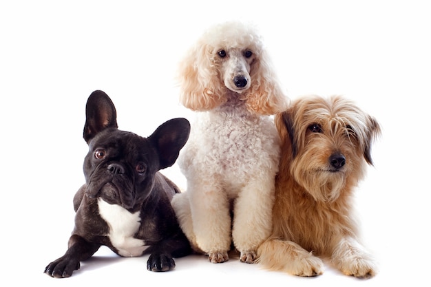 Three dogs on white