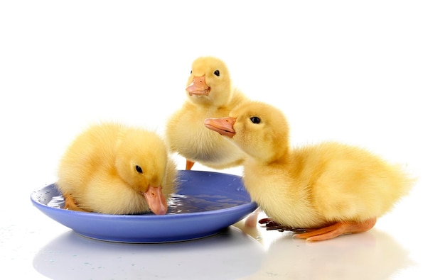 Three duckling drinking isolated on white