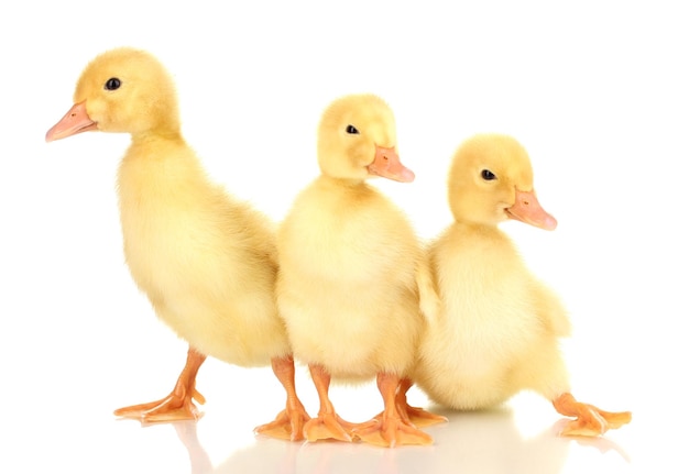 Three duckling isolated on white