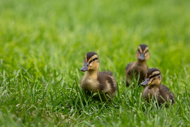 Three Ducklings in Springtime