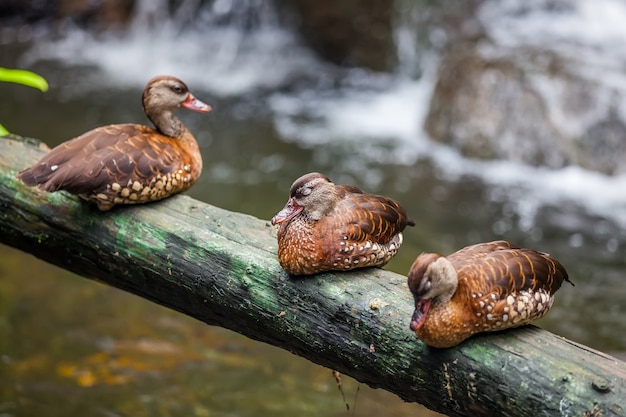 Three ducks in a row on perch of wood