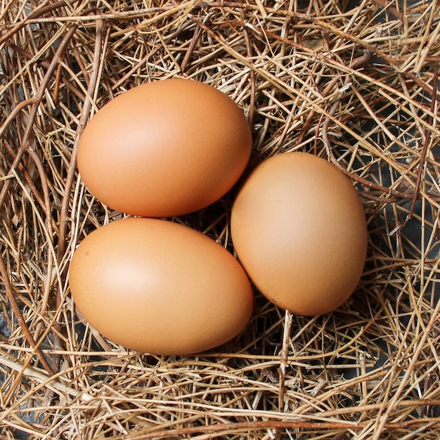 Three eggs in a nest