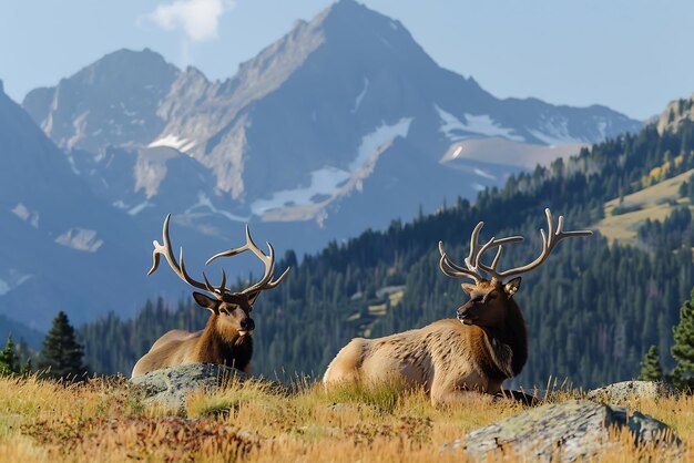 Photo three elk in the meadow with mountains in the background