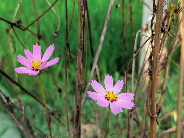 Three flowers are in the grass and the grass is green.