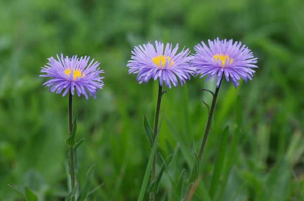 Three flowers Aster alpinus in lush green grass. Flowering meadow mountainous Caucasus. Svaneti, Georgia