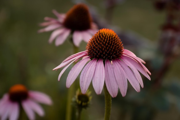 Three flowers with purple or pink flowers and a dark coneshaped center Selective focus