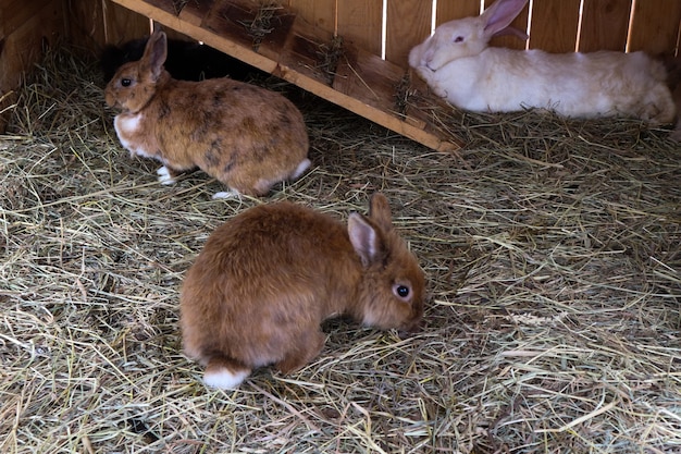 Three fluffy rabbits are sitting on the grass,farm