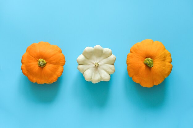 Three fresh yellow and white pattypan squash on blue background with copy space. 