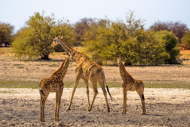 Three Giraffes look into camera in Etosha National Park