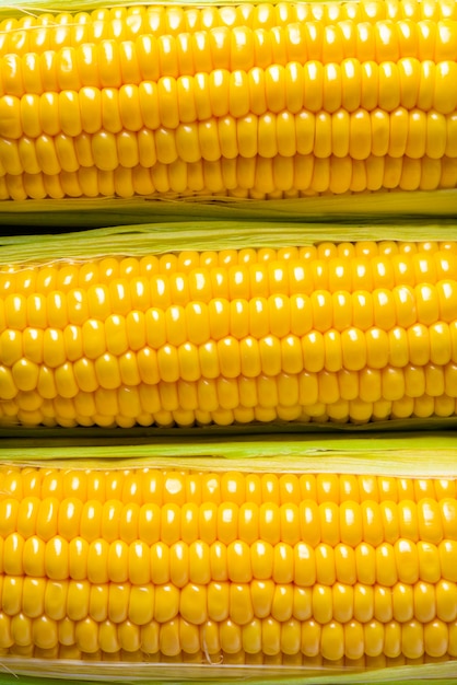 Three golden corn ears background