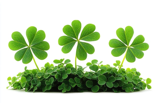 Photo three green clovers on a white background