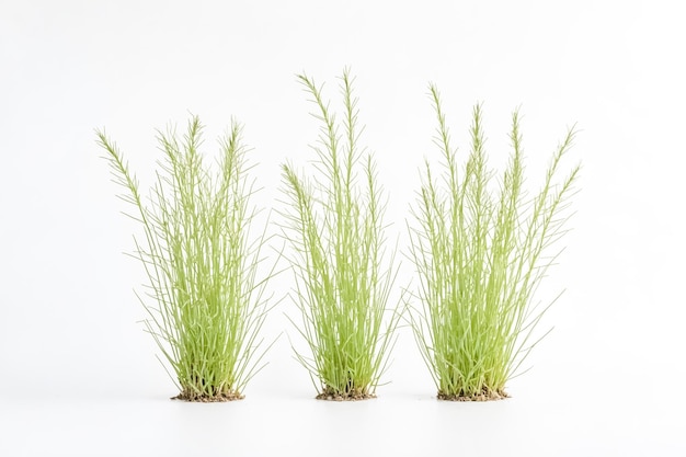 Three Green Grass Plants on White Background