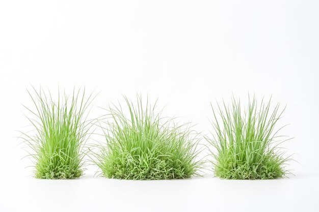 Three Green Grass Tufts Isolated on White Background