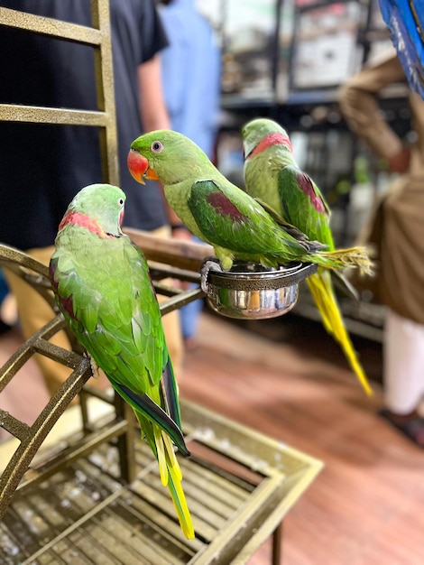 Three Green Parrot Sitt